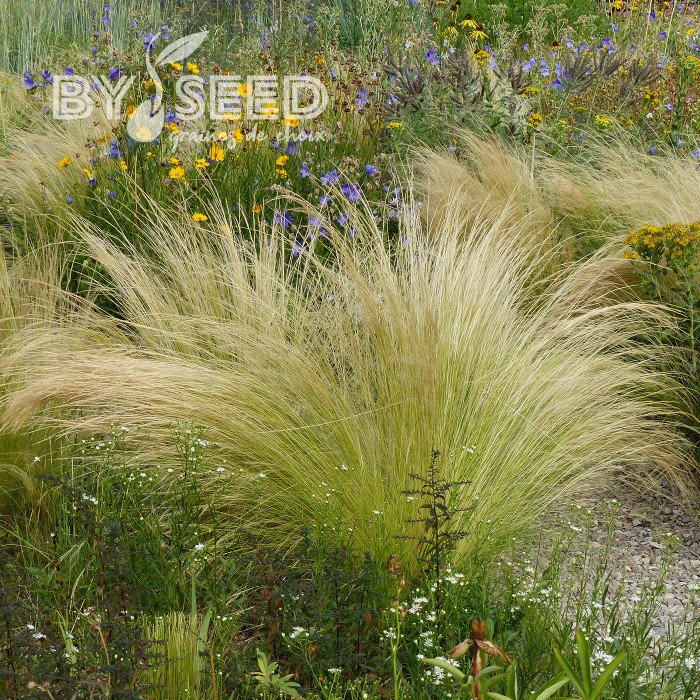 Stipa tenuissima (tenuifolia) Pony Tails - Cheveux d'Ange