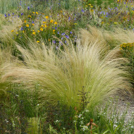Stipa tenuissima (tenuifolia) Pony Tails - Cheveux d'Ange