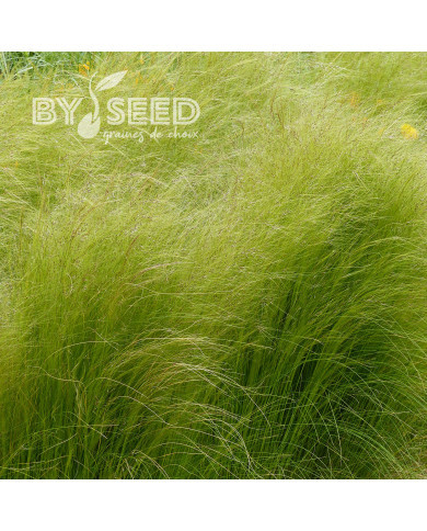 Stipa tenuissima (tenuifolia) Pony Tails - Cheveux d'Ange