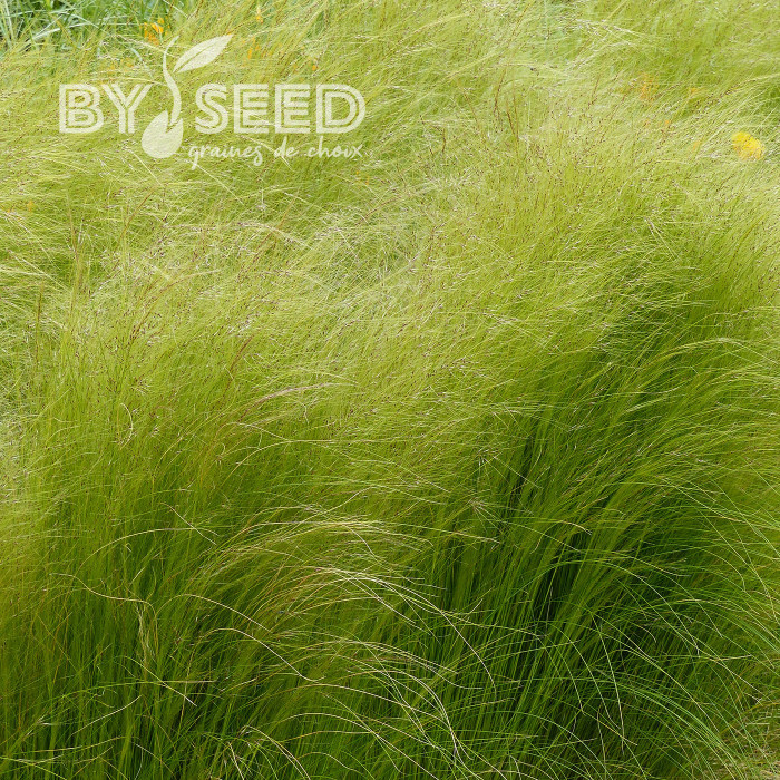 Stipa tenuissima (tenuifolia) Pony Tails - Cheveux d'Ange