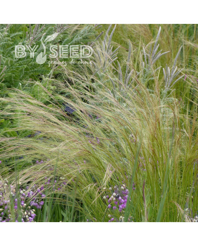 Stipa tenuissima (tenuifolia) Pony Tails - Cheveux d'Ange