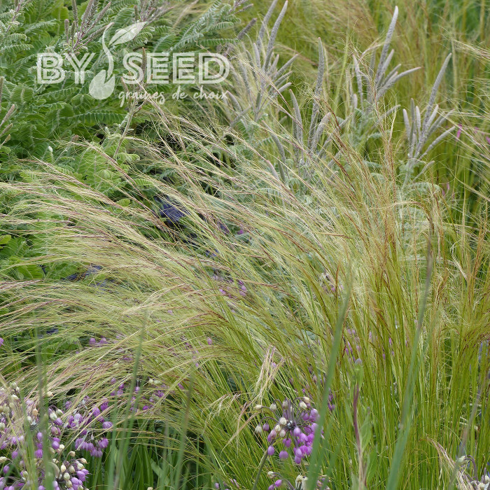 Stipa tenuissima (tenuifolia) Pony Tails - Cheveux d'Ange