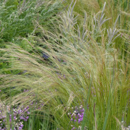 Stipa tenuissima (tenuifolia) Pony Tails - Cheveux d'Ange