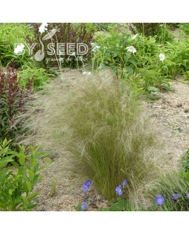 Stipa tenuissima (tenuifolia) Pony Tails - Cheveux d'Ange