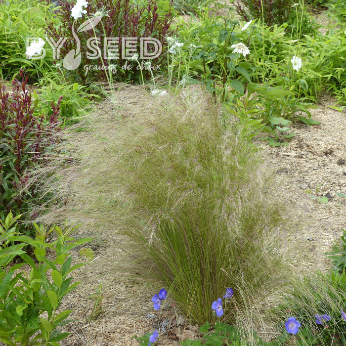 Stipa tenuissima (tenuifolia) Pony Tails - Cheveux d'Ange