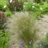 Stipa tenuissima (tenuifolia) Pony Tails - Cheveux d'Ange
