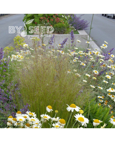 Stipa tenuissima (tenuifolia) Pony Tails - Cheveux d'Ange