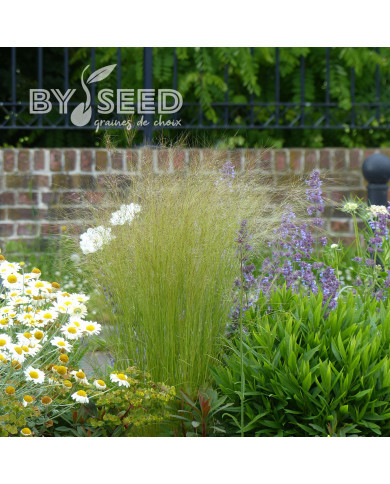 Stipa tenuissima (tenuifolia) Pony Tails - Cheveux d'Ange