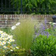 Stipa tenuissima (tenuifolia) Pony Tails - Cheveux d'Ange
