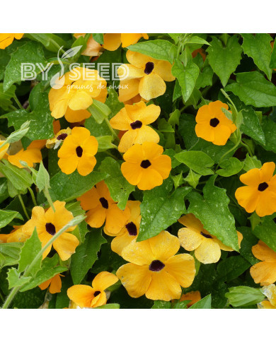 Suzanne-aux-yeux-noirs - Thunbergia Susie Orange Eye