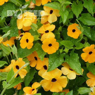 Suzanne-aux-yeux-noirs - Thunbergia Susie Orange Eye