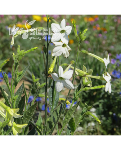 Tabac d'ornement Fragrant Cloud