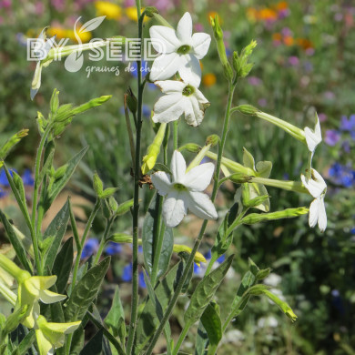 Tabac d'ornement Fragrant Cloud