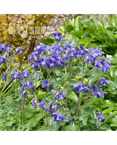 Ancolie des Alpes bleue