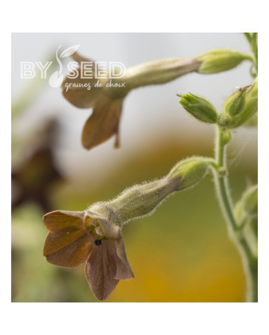 Tabac d'ornement langsdorfii Bronze Queen (graines enrobées)