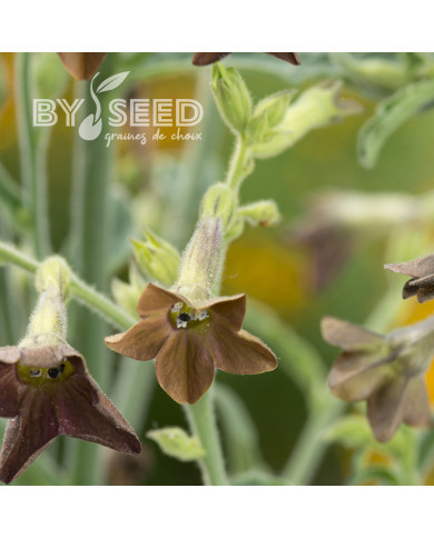 Tabac d'ornement langsdorfii Bronze Queen (graines enrobées)