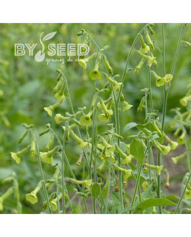 Tabac d'ornement langsdorfii Lemon Tree