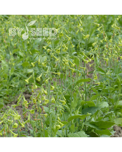 Tabac d'ornement langsdorfii Lemon Tree