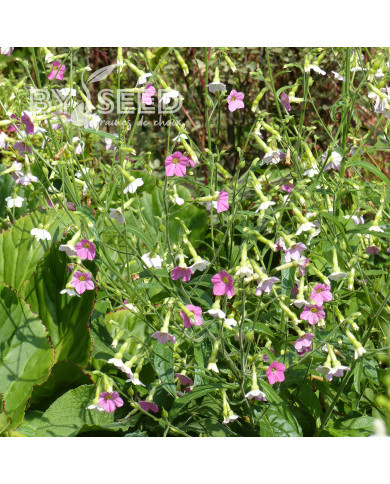 Tabac d'ornement Marshmallow
