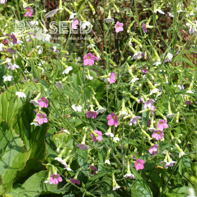Tabac d'ornement Marshmallow