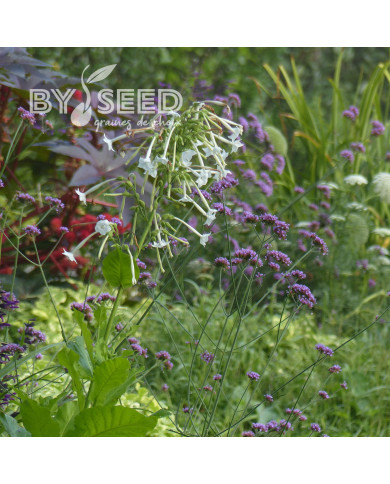 Tabac d'ornement sylvestris Only the Lonely