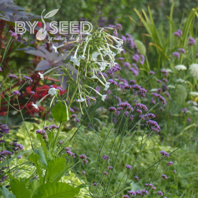 Tabac d'ornement sylvestris Only the Lonely