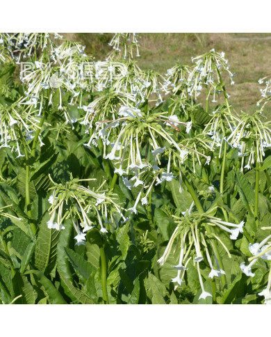 Tabac d'ornement sylvestris Only the Lonely