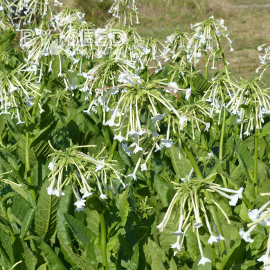 Tabac d'ornement sylvestris Only the Lonely