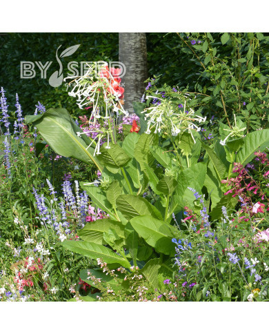 Tabac d'ornement sylvestris Only the Lonely