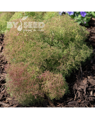 Teloxys aristata Seafoam