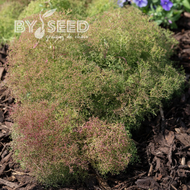 Teloxys aristata Seafoam