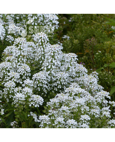 Thlaspi Géant à fleur de jacinthe