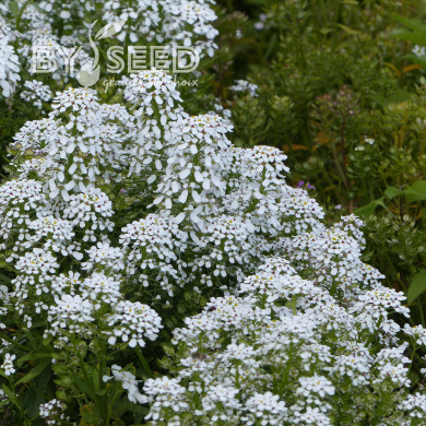Thlaspi Géant à fleur de jacinthe