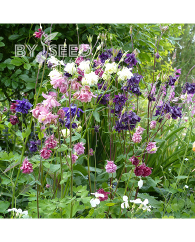 Ancolie des jardins double 'Granny's Bonnets' Mix