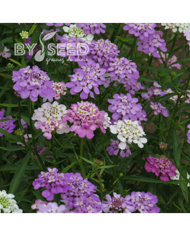 Thlaspi nain Fairy Mix