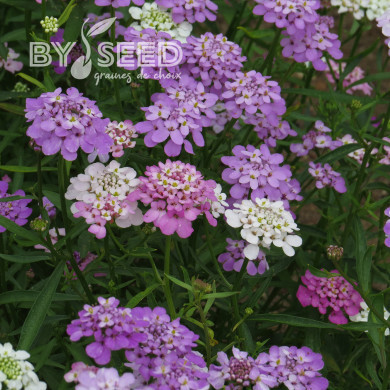 Thlaspi nain Fairy Mix