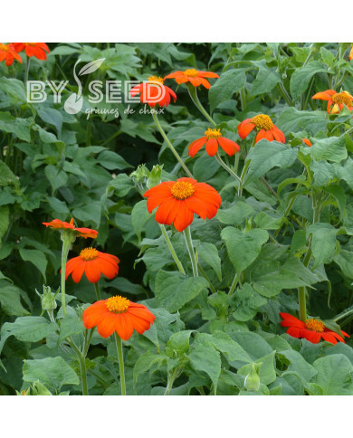 Tithonia ou Soleil du Mexique Torch