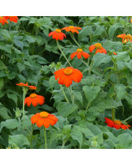 Trachelium Black Knight