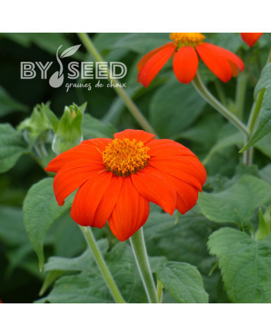 Tithonia ou Soleil du Mexique Torch