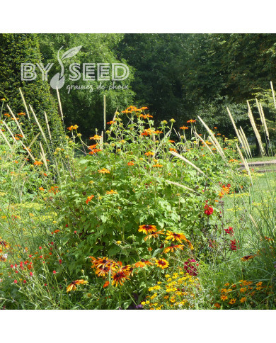 Tithonia ou Soleil du Mexique Torch