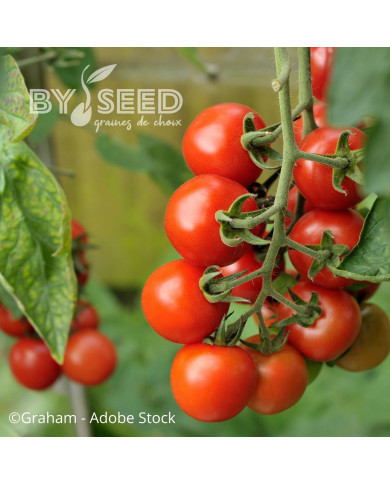Tomate Alicante