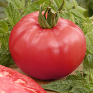 Tomate Faworyt