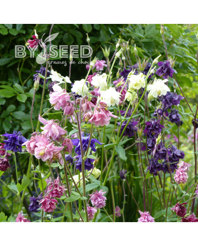 Ancolie des jardins double 'Granny's Bonnets' Mix
