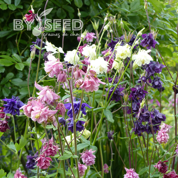 Ancolie des jardins double 'Granny's Bonnets' Mix