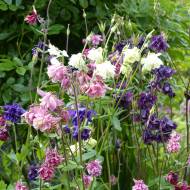 Ancolie des jardins double 'Granny's Bonnets' Mix