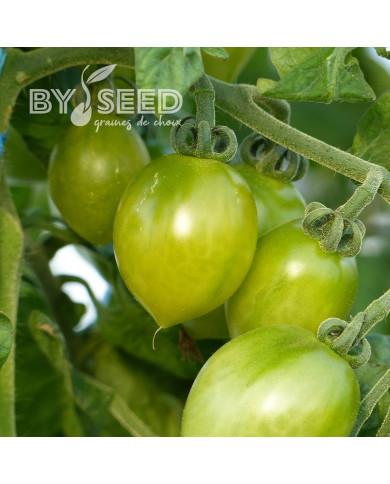 Tomate Green Envy