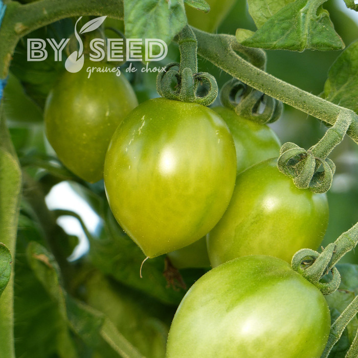 Tomate Green Envy