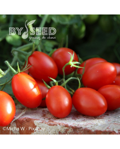 Tomate Principe Borghese