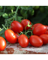 Tomate Tigerella