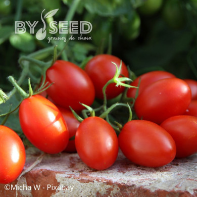 Tomate Principe Borghese